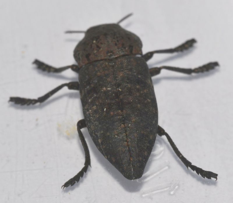 Buprestidae (40) - Capnodis tenebricosa